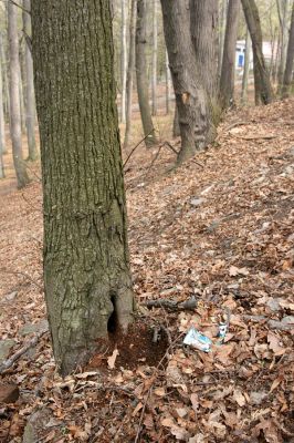 Teplice, Doubravka, 8.4.2009
Dutá lípa na západním svahu.
Schlüsselwörter: České Středohoří Teplice Doubravka Cardiophorus gramineus