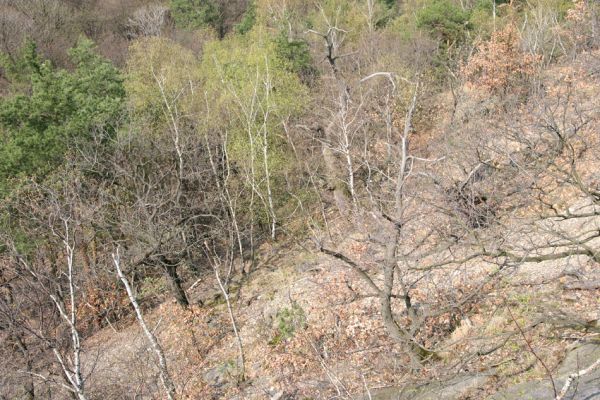 Teplice, Doubravka, 8.4.2009
Zarůstající skalní lesostep na jihozápadním svahu.
Klíčová slova: České Středohoří Teplice Doubravka Cardiophorus gramineus nigerrimus erichsoni