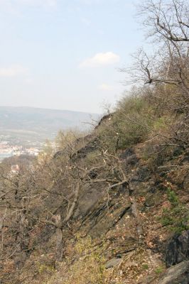 Teplice, Doubravka, 8.4.2009
Zarůstající skalní lesostep na jihozápadním svahu. 
Klíčová slova: České Středohoří Teplice Doubravka Cardiophorus gramineus nigerrimus erichsoni