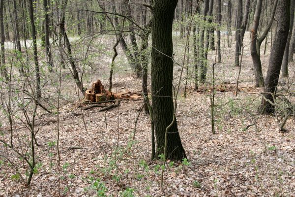 Teplice, Doubravka, 8.4.2009
Les s čerstvými pařezy dubů na jihozápadním svahu. 
Klíčová slova: České Středohoří Teplice Doubravka