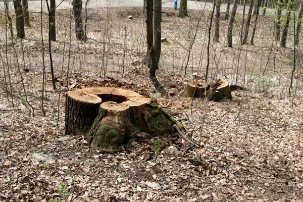 Teplice, Doubravka, 8.4.2009
Pařez dubu na jihozápadním svahu. 
Klíčová slova: České Středohoří Teplice Doubravka
