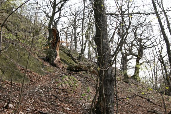 Teplice, Doubravka, 8.4.2009
Staré duby v lese na jihozápadním svahu. 
Klíčová slova: České Středohoří Teplice Doubravka Ampedus cardinalis