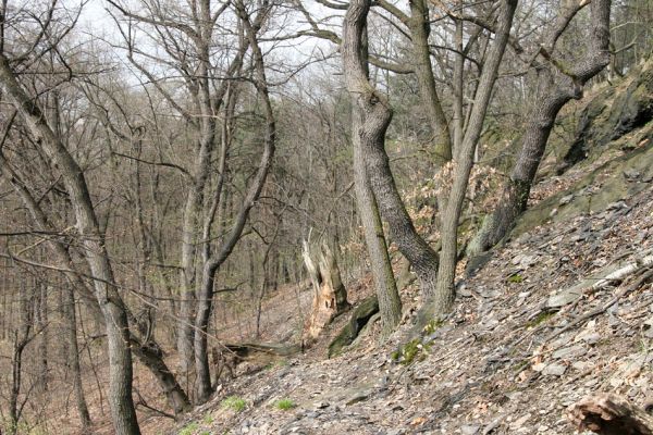 Teplice, Doubravka, 8.4.2009
Les na jihozápadním svahu. 
Schlüsselwörter: České Středohoří Teplice Doubravka