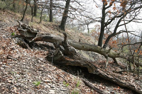 Teplice, Doubravka, 8.4.2009
Padlé kmeny v lese na jihozápadním svahu. 
Klíčová slova: České Středohoří Teplice Doubravka