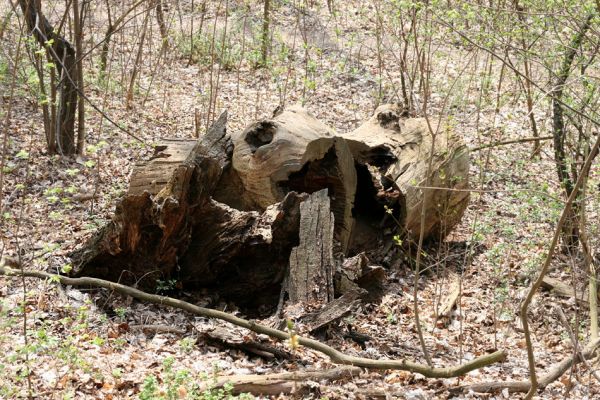 Teplice, Doubravka, 8.4.2009
Torzo dubu v lese na jihozápadním svahu. 
Klíčová slova: České Středohoří Teplice Doubravka