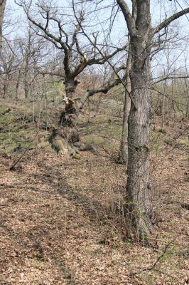 Teplice, Doubravka, 8.4.2009
Staré duby v lese na jihozápadním svahu. 
Klíčová slova: České Středohoří Teplice Doubravka Ampedus cardinalis