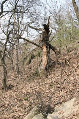 Teplice, Doubravka, 8.4.2009
Starý dub v lese na jihozápadním svahu. 
Klíčová slova: České Středohoří Teplice Doubravka