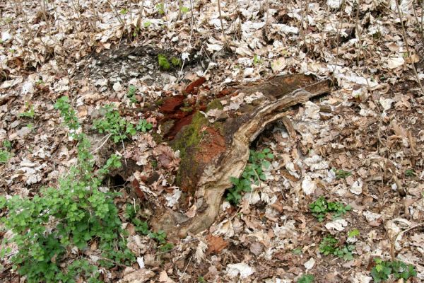 Teplice, Doubravka, 8.4.2009
Trouchnivé dřevo dubu osídlené kovaříky Ampedus cardinalis.
Klíčová slova: České Středohoří Teplice Doubravka Ampedus cardinalis