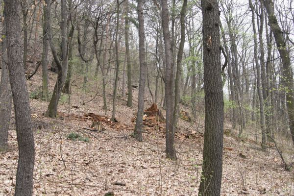 Teplice, Doubravka, 8.4.2009
Mladý les bez starších pokácených dubů na jihozápadním svahu. 
Klíčová slova: České Středohoří Teplice Doubravka