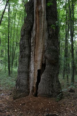 Teplý Vrch, 29.9.2012
Malá obora. Dub osídlený páchníky hnědými a potemníky Tenebrio opacus.



Klíčová slova: Teplý Vrch Malá obora