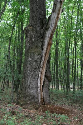 Teplý Vrch, 29.9.2012
Malá obora. Dub osídlený páchníky.



Klíčová slova: Teplý Vrch Malá obora