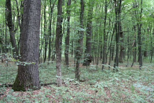 Teplý Vrch, 29.9.2012
Malá obora.


Klíčová slova: Teplý Vrch Malá obora