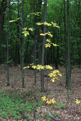 Teplý Vrch, 29.9.2012
Malá obora. Hikórie.


Klíčová slova: Teplý Vrch Malá obora