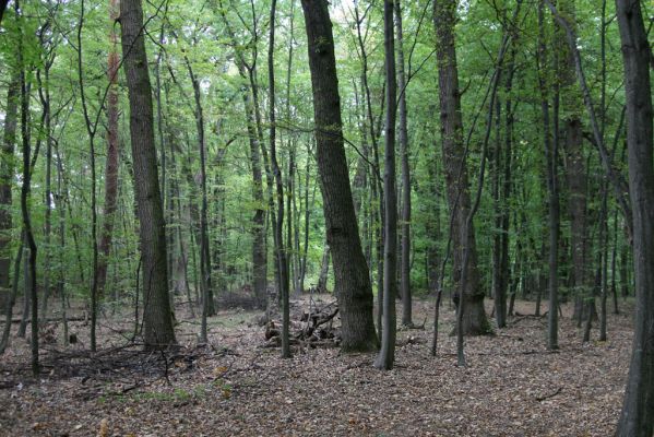 Teplý Vrch, 29.9.2012
Malá obora.



Klíčová slova: Teplý Vrch Malá obora
