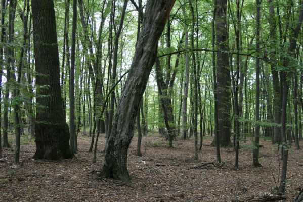 Teplý Vrch, 29.9.2012
Malá obora.

Klíčová slova: Teplý Vrch Malá obora