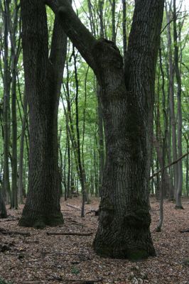 Teplý Vrch, 29.9.2012
Malá obora.


Klíčová slova: Teplý Vrch Malá obora