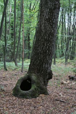 Teplý Vrch, 29.9.2012
Malá obora.


Klíčová slova: Teplý Vrch Malá obora