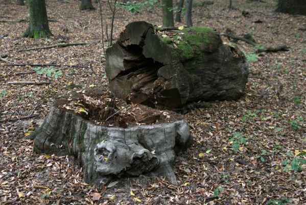 Teplý Vrch, 29.9.2012
Malá obora.


Klíčová slova: Teplý Vrch Malá obora Aesalus scarabaeoides