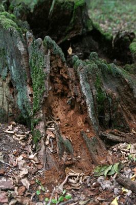 Teplý Vrch, 29.9.2012
Malá obora.



Klíčová slova: Teplý Vrch Malá obora Gnorimus variabilis