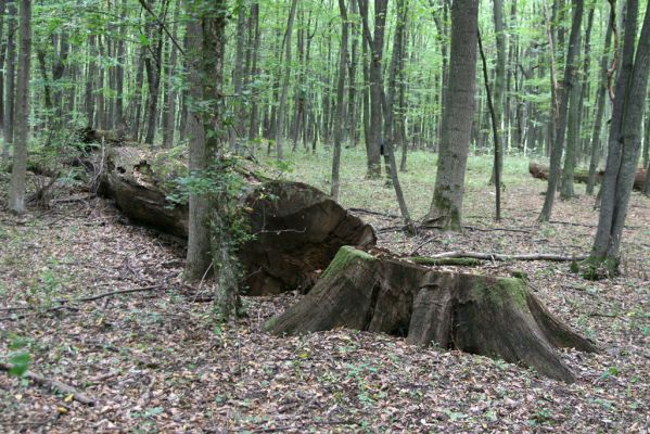Teplý Vrch, 29.9.2012
Malá obora. Pokácený dub.


Klíčová slova: Teplý Vrch Malá obora