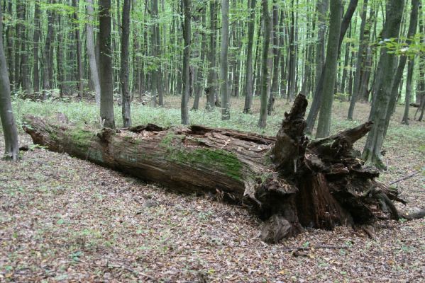 Teplý Vrch, 29.9.2012
Malá obora. Padlý dub osídlený kovaříky Ampedus nigerrimus a Ampedus praeustus.
Klíčová slova: Teplý Vrch Malá obora Ampedus nigerrimus praeustus