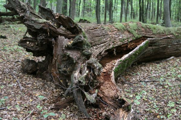 Teplý Vrch, 29.9.2012
Malá obora. Padlý dub osídlený kovaříky Ampedus nigerrimus a Ampedus praeustus.



Klíčová slova: Teplý Vrch Malá obora Ampedus nigerrimus praeustus