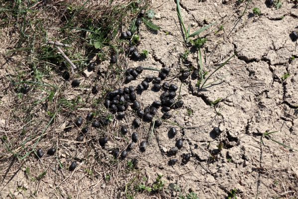 Terchová, 16.4.2019
Malá Fatra, Vrátna, Štefanová.
Mots-clés: Terchová Malá Fatra Vrátna Štefanová