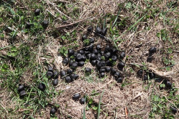 Terchová, 16.4.2019
Malá Fatra, Vrátna, Štefanová.
Klíčová slova: Terchová Malá Fatra Vrátna Štefanová