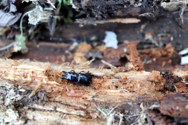 Terchová, 16.4.2019
Malá Fatra, Vrátna, Nová dolina. Samec roháčka jedlového.
Keywords: Terchová Malá Fatra Vrátna Nová dolina Ceruchus chrysomelinus