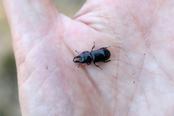 Terchová, 16.4.2019
Malá Fatra, Vrátna, Nová dolina. Samec roháčka jedlového.
Keywords: Terchová Malá Fatra Vrátna Nová dolina Ceruchus chrysomelinus