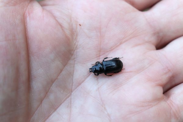 Terchová, 16.4.2019
Malá Fatra, Vrátna, Nová dolina. Samička roháčka jedlového.
Klíčová slova: Terchová Malá Fatra Vrátna Nová dolina Ceruchus chrysomelinus