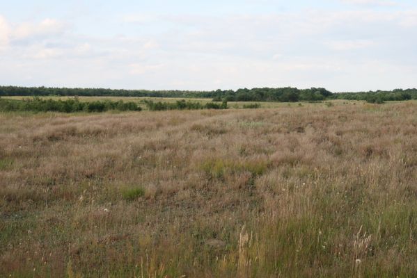 Ternovycja, 20.6.2011
Pískomilná vegetace na písečné duně.
Schlüsselwörter: Ternovytsya Ternovycja duna