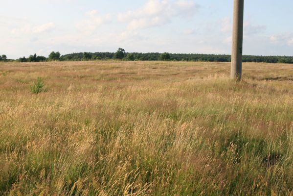 Ternovycja, 20.6.2011
Step na úpatí písečné duny - biotop kovaříka Athous jejunus.
Klíčová slova: Ternovytsya Ternovycja Athous jejunus