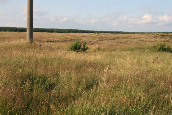 Ternovycja, 20.6.2011
Step na úpatí písečné duny - biotop kovaříka Athous jejunus.
Klíčová slova: Ternovytsya Ternovycja Athous jejunus