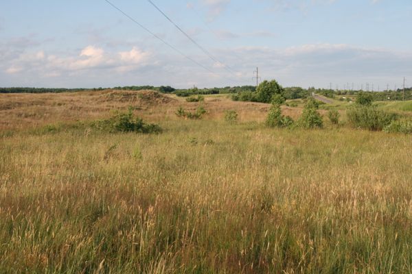 Ternovycja, 20.6.2011
Step na úpatí písečné duny - biotop kovaříka Athous jejunus.
Schlüsselwörter: Ternovytsya Ternovycja Athous jejunus