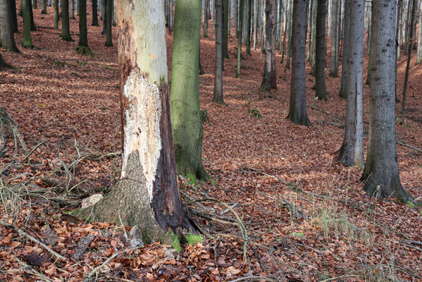 Rajnochovice, 30.10.2022
Usychající smrčiny Pod Křížkem - biotop kovaříka Stenagostus rhombeus.
Schlüsselwörter: Hostýnské vrchy Rajnochovice Pod Křížkem Stenagostus rhombeus