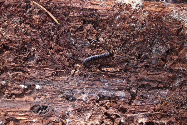 Rajnochovice, 30.10.2022
Usychající smrčiny Pod Křížkem - larva kovaříka Stenagostus rhombeus pod kůrou smrku.
Keywords: Hostýnské vrchy Rajnochovice Pod Křížkem Stenagostus rhombeus