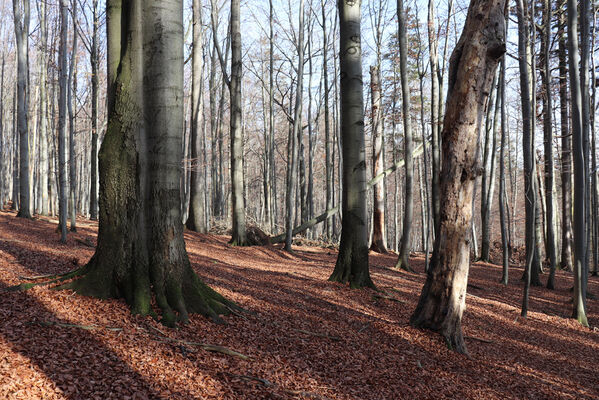 Rajnochovice, 30.10.2022
Tesák - prales.
Schlüsselwörter: Hostýnské vrchy Rajnochovice Tesák prales