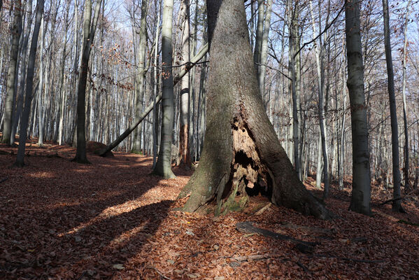 Rajnochovice, 30.10.2022
Tesák - prales.
Klíčová slova: Hostýnské vrchy Rajnochovice Tesák prales