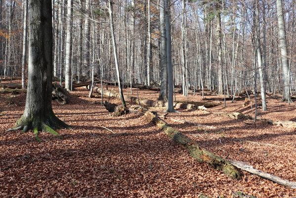 Rajnochovice, 30.10.2022
Tesák - prales.
Klíčová slova: Hostýnské vrchy Rajnochovice Tesák prales