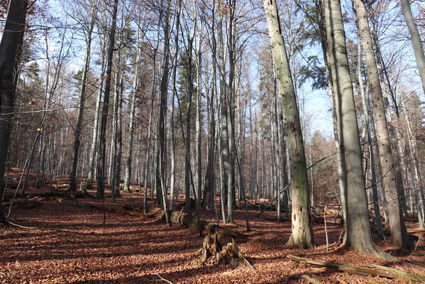 Rajnochovice, 30.10.2022
Tesák - prales.
Schlüsselwörter: Hostýnské vrchy Rajnochovice Tesák prales