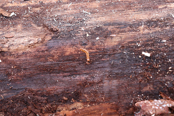 Rajnochovice, 30.10.2022
Tesák - prales. Larva lesáka Cucujus cinnaberinus.
Mots-clés: Hostýnské vrchy Rajnochovice Tesák prales Cucujus cinnaberinus