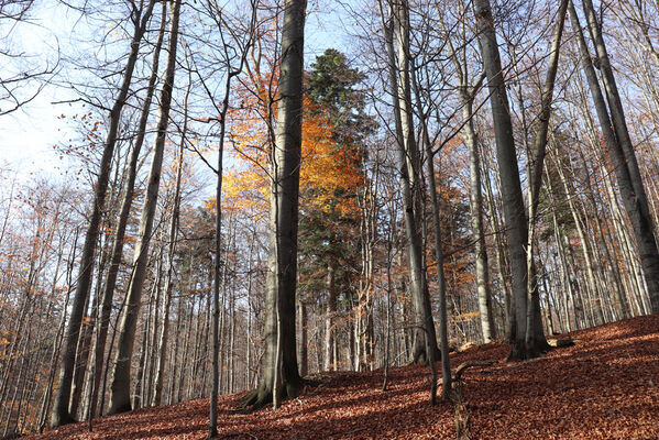 Rajnochovice, 30.10.2022
Tesák - prales.
Klíčová slova: Hostýnské vrchy Rajnochovice Tesák prales