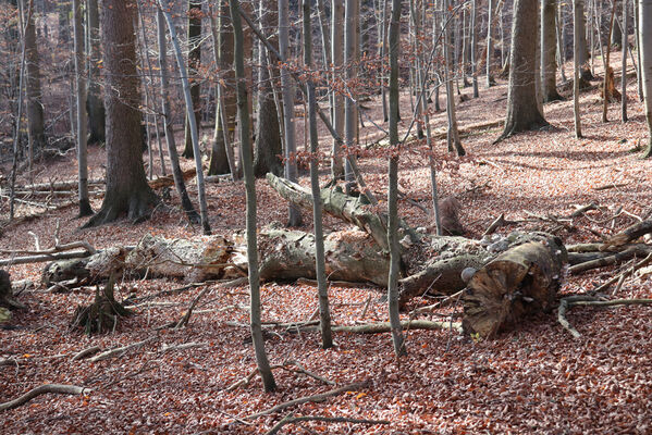 Rajnochovice, 30.10.2022
Tesák - prales.
Keywords: Hostýnské vrchy Rajnochovice