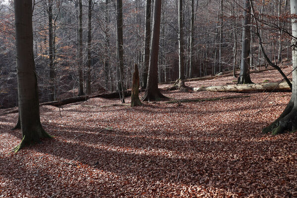 Rajnochovice, 30.10.2022
Tesák - prales.
Mots-clés: Hostýnské vrchy Rajnochovice Tesák prales