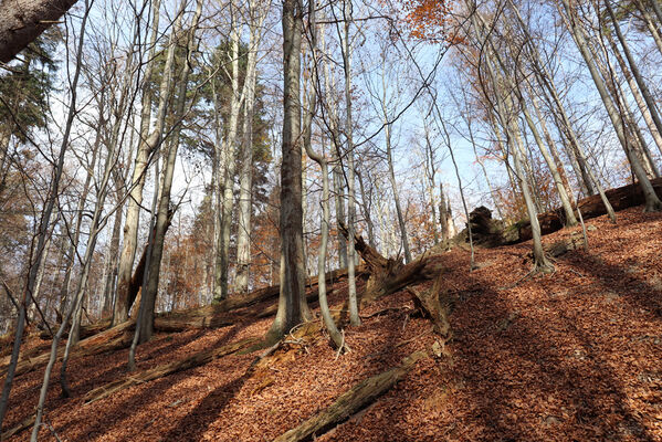 Rajnochovice, 30.10.2022
Tesák - prales.
Keywords: Hostýnské vrchy Rajnochovice Tesák prales