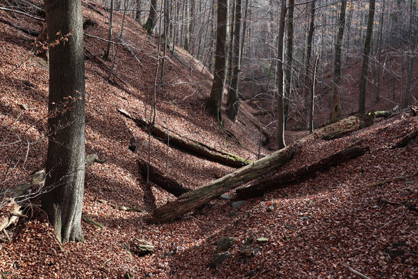 Rajnochovice, 30.10.2022
Tesák - prales.
Keywords: Hostýnské vrchy Rajnochovice Tesák prales