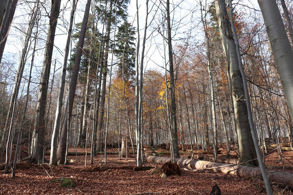 Rajnochovice, 30.10.2022
Tesák - prales.
Klíčová slova: Hostýnské vrchy Rajnochovice Tesák prales