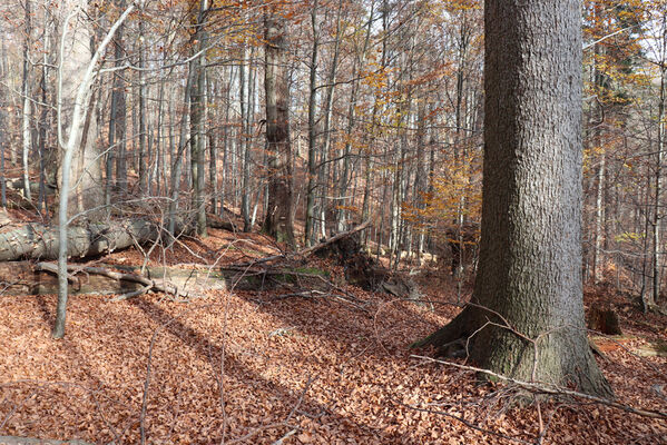 Rajnochovice, 30.10.2022
Tesák - prales. 
Keywords: Hostýnské vrchy Rajnochovice Tesák prales