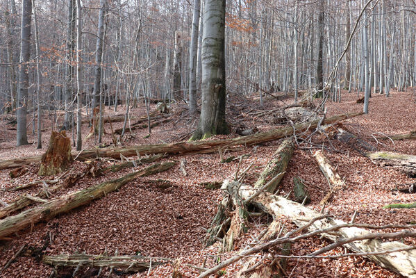 Rajnochovice, 30.10.2022
Tesák - prales.
Keywords: Hostýnské vrchy Rajnochovice Tesák prales